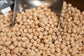 Garbanzo Castellano